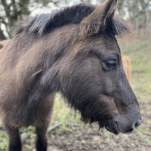 Ilmur de Cras