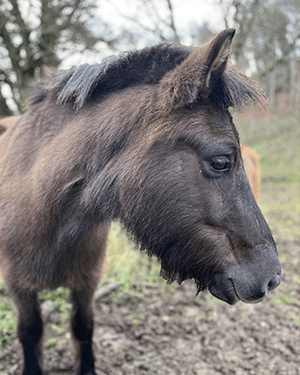 Ilmur de Cras