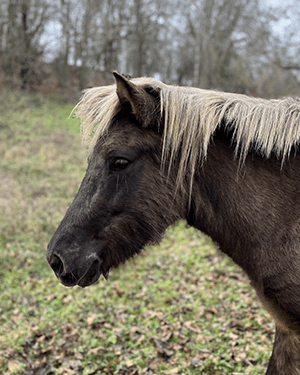 Klara de Cras poulinière