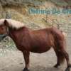 Dianne de Cras – Image 3