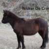 Niskur de Cras – Image 2