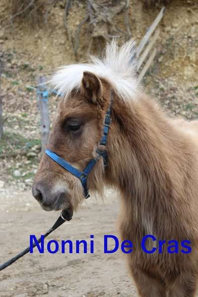 Nonni de Cras