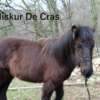 Niskur de Cras