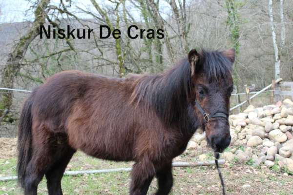 Niskur de Cras