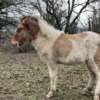 Orfeus de Cras Poulain de Kina – Image 3