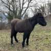 Oktavius de Cras Poulain d’Ilmur – Image 3