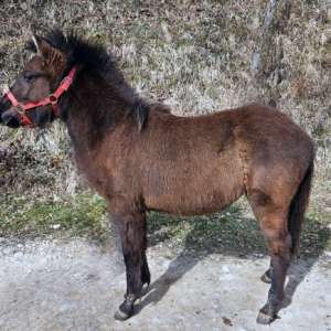 Ofelia de Cras