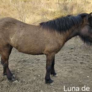 Luna de Cras poulinière