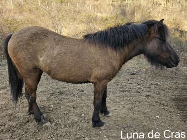 Luna de Cras poulinière