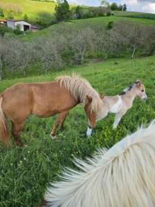 Troisième naissance 13 mai 2025 – L’hacienda des Chambarands