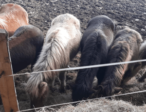 Chevaux islandais : L&rsquo;union parfaite entre puissance et douceur
