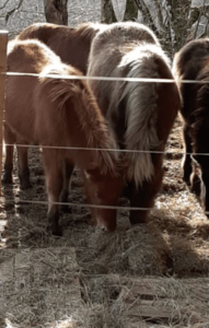 Le cheval islandais – Entre traditions et modernité