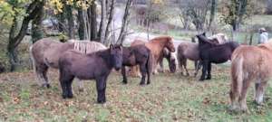 Chevaux islandais – Une race d’exception entre puissance et douceur