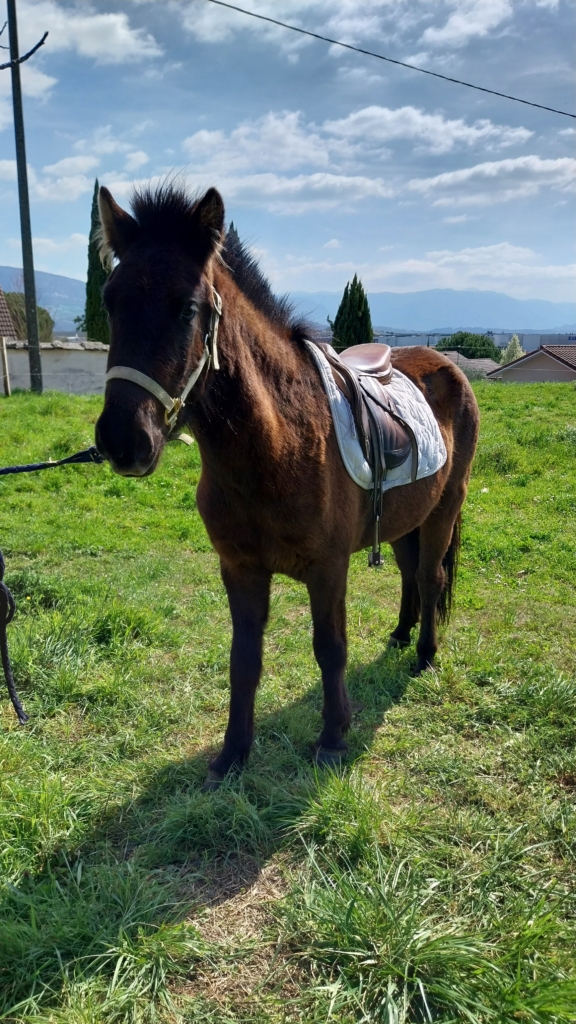 Cheval à vendre : Melissa de Cras