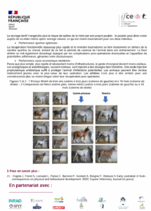 Castration précoce du poulain et développement - Juliette Cognie1